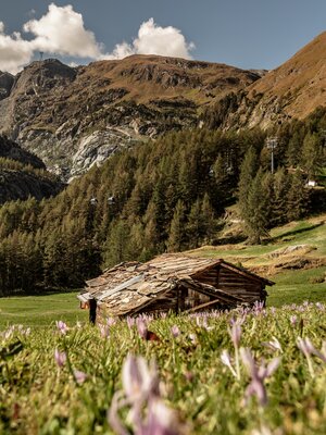 Typische Walliser Stadel in einer grünen Wiese. Im Hintergrund ist der Matterhorn Express zu sehen  | © Christian Pfammatter