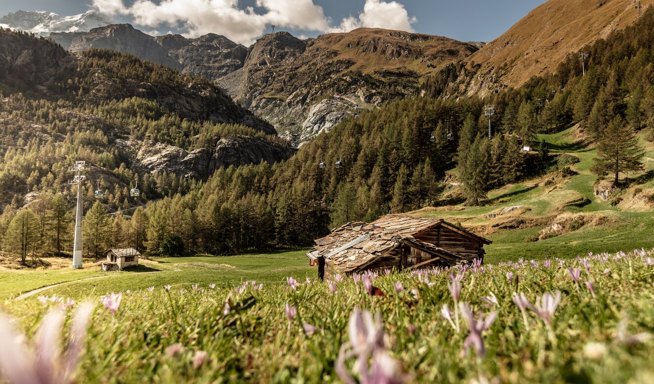 Typische Walliser Stadel in einer grünen Wiese. Im Hintergrund ist der Matterhorn Express zu sehen  | © Christian Pfammatter